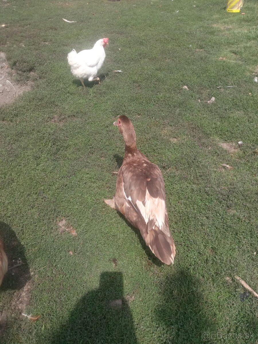 Kačka dospelá