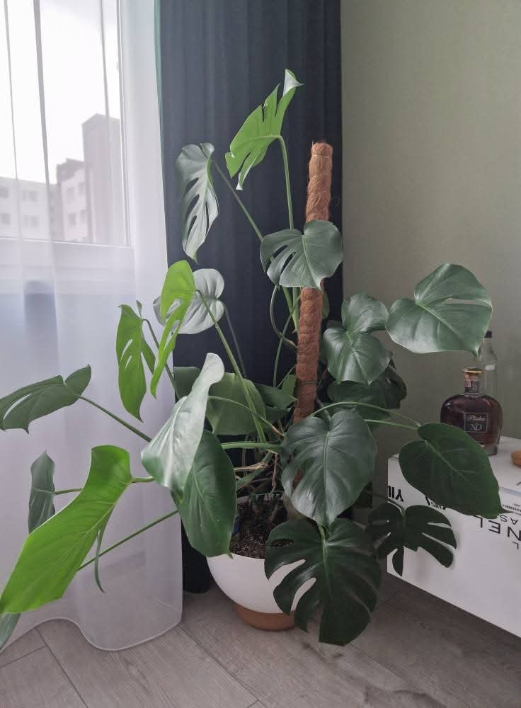 Monstera