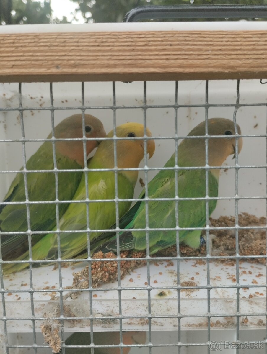 agapornis ružovohrdlý 1