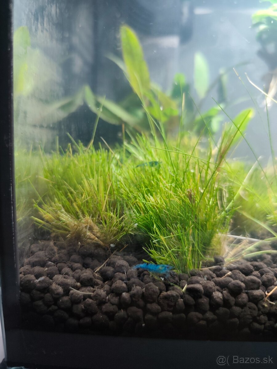 Neocardina blue topaz