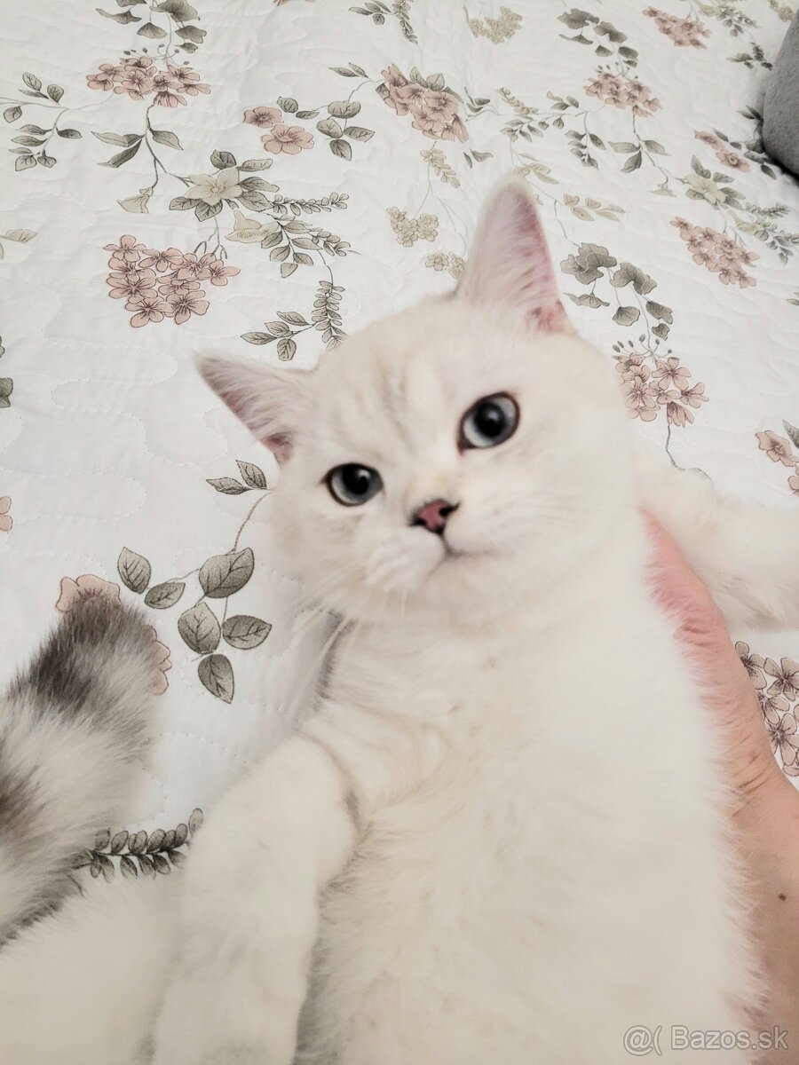 ŠKÓTSKE MAČKY s PP/ TICA 151