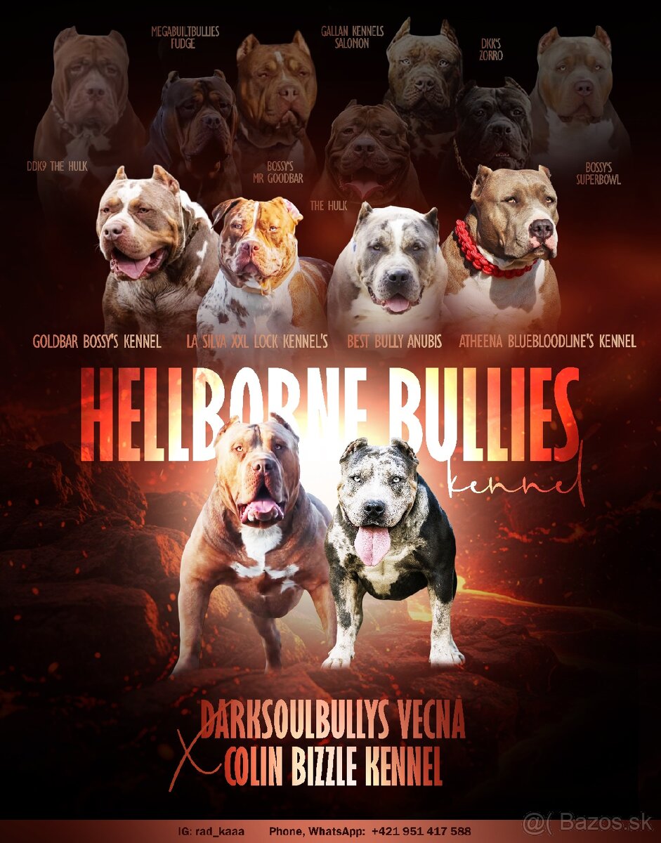 American bully XL s PP