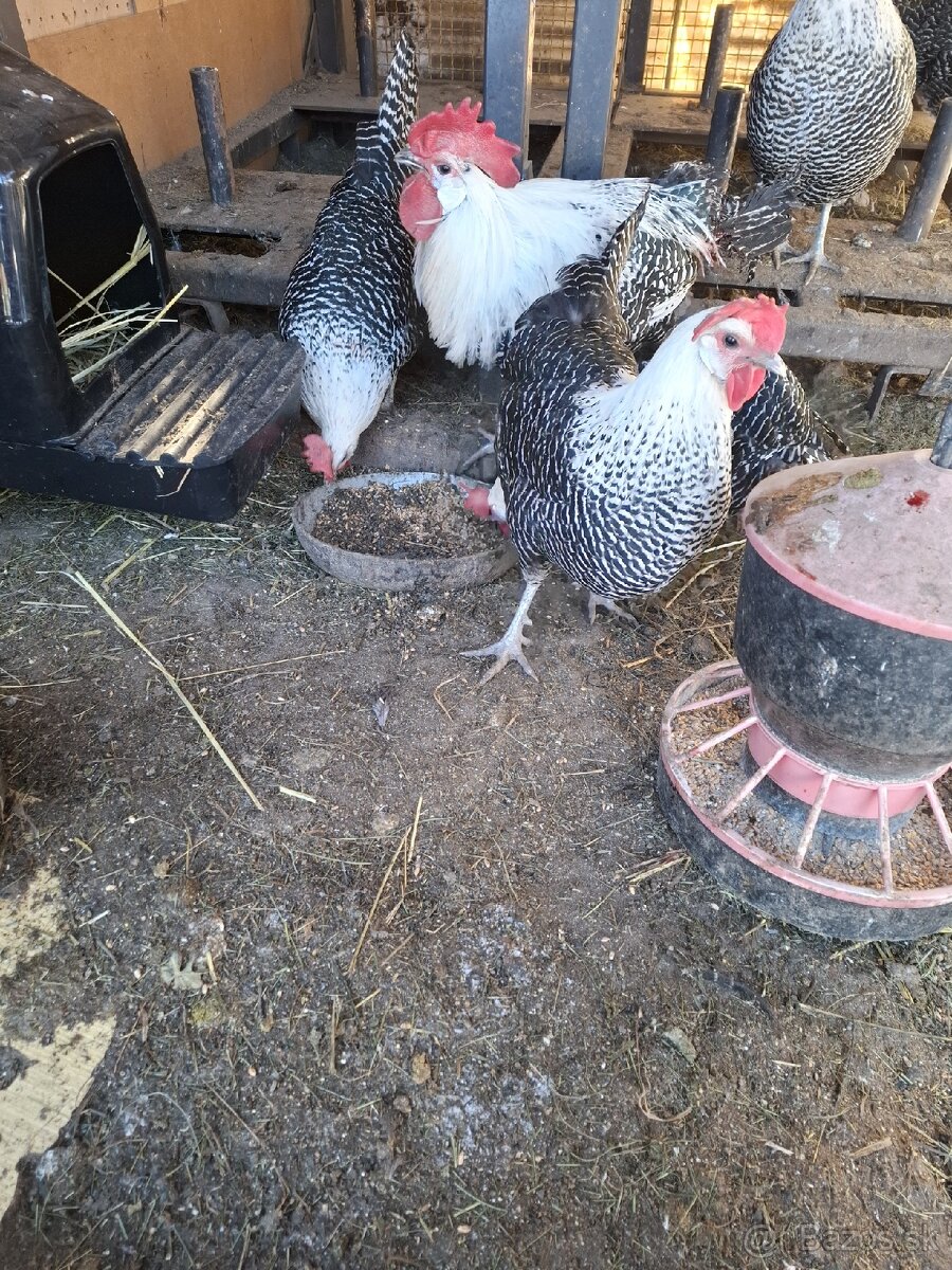 NV brakelky,vlašky,black star