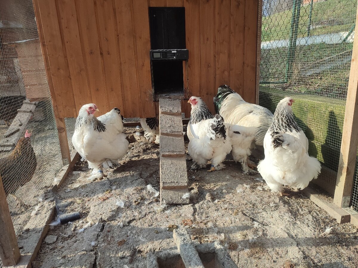 Nasadove vajíčka Brahmanky