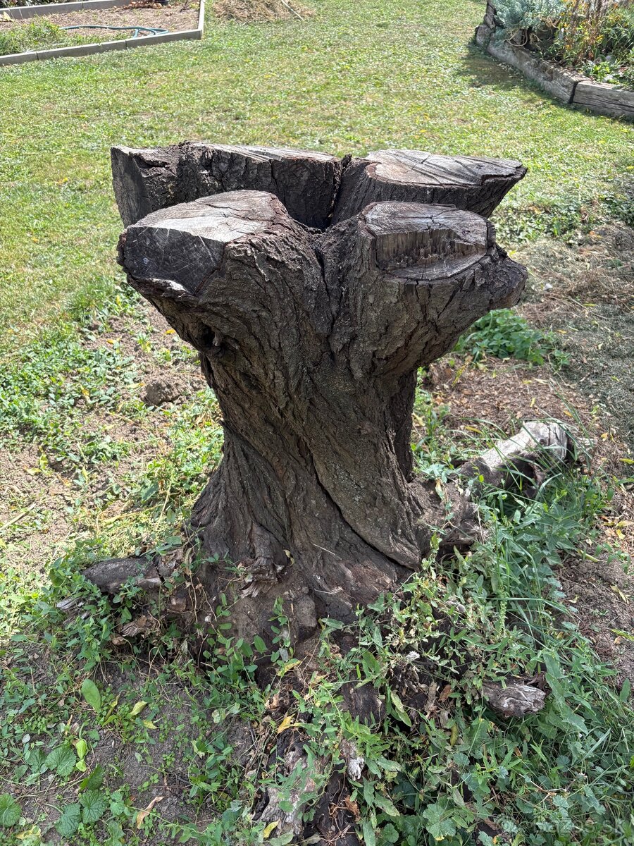 Peň stromu