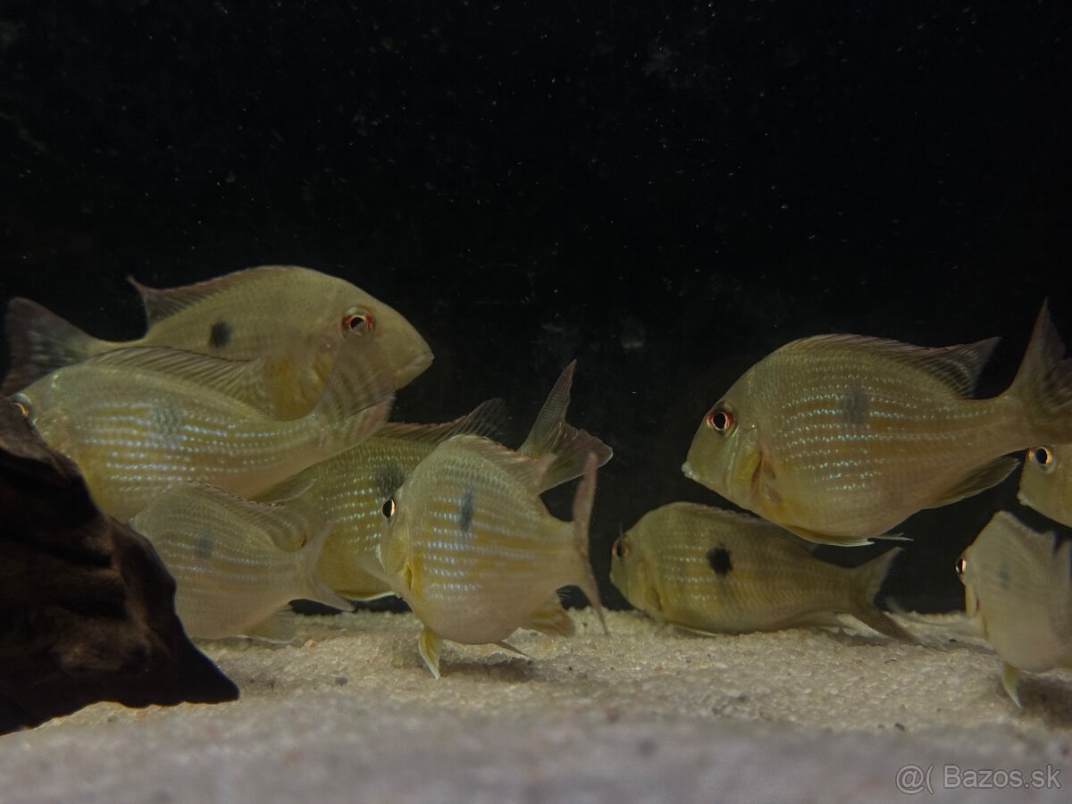 Geophagus abalios