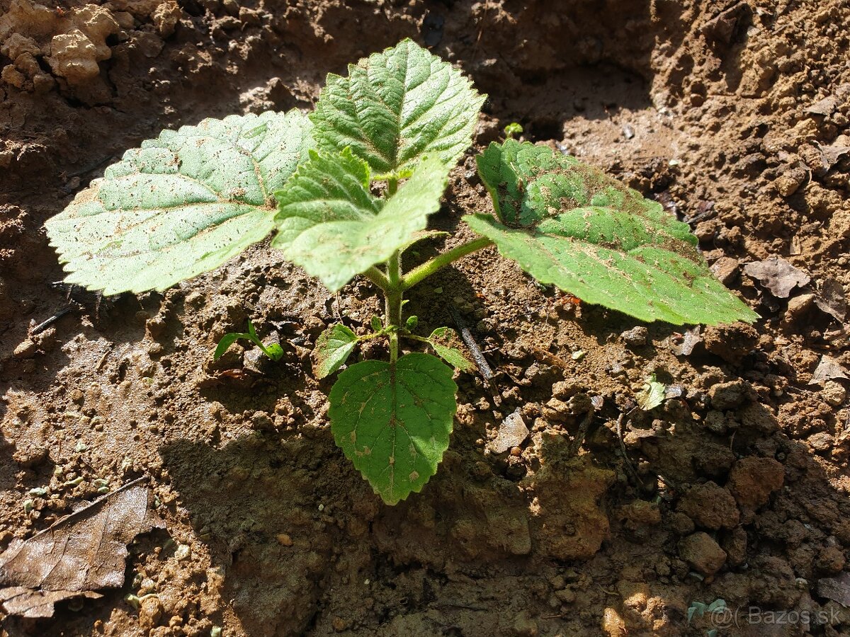 Paulownia