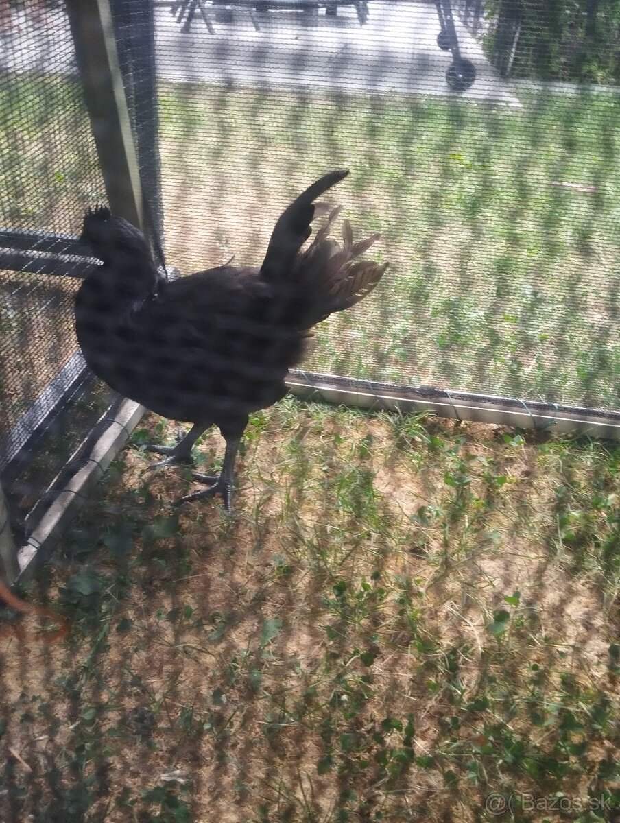 Predám dvojmesačného kohútika Ayam Cemani