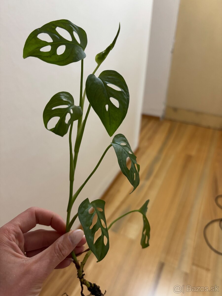 Monstera adansonii