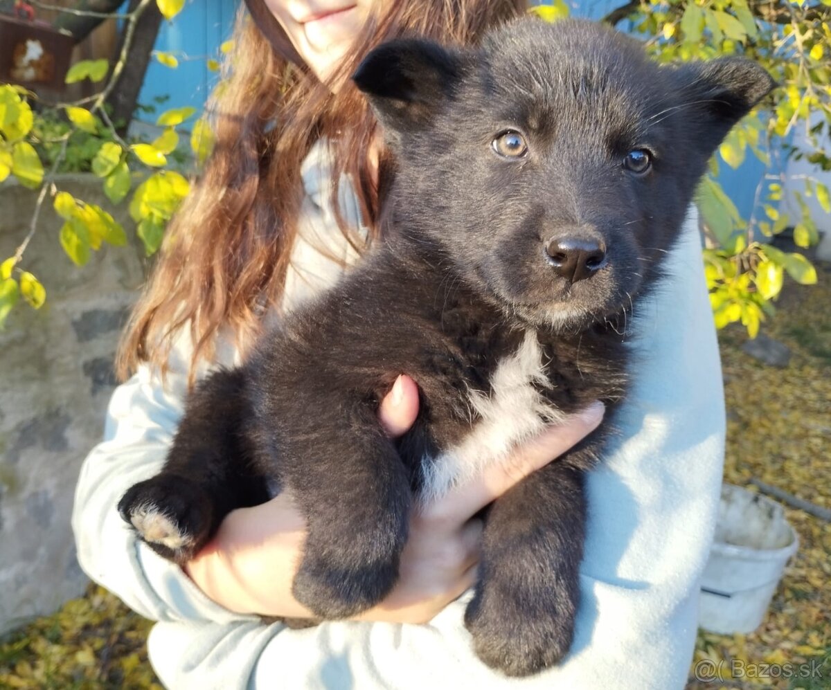 Borderkolia steniatka