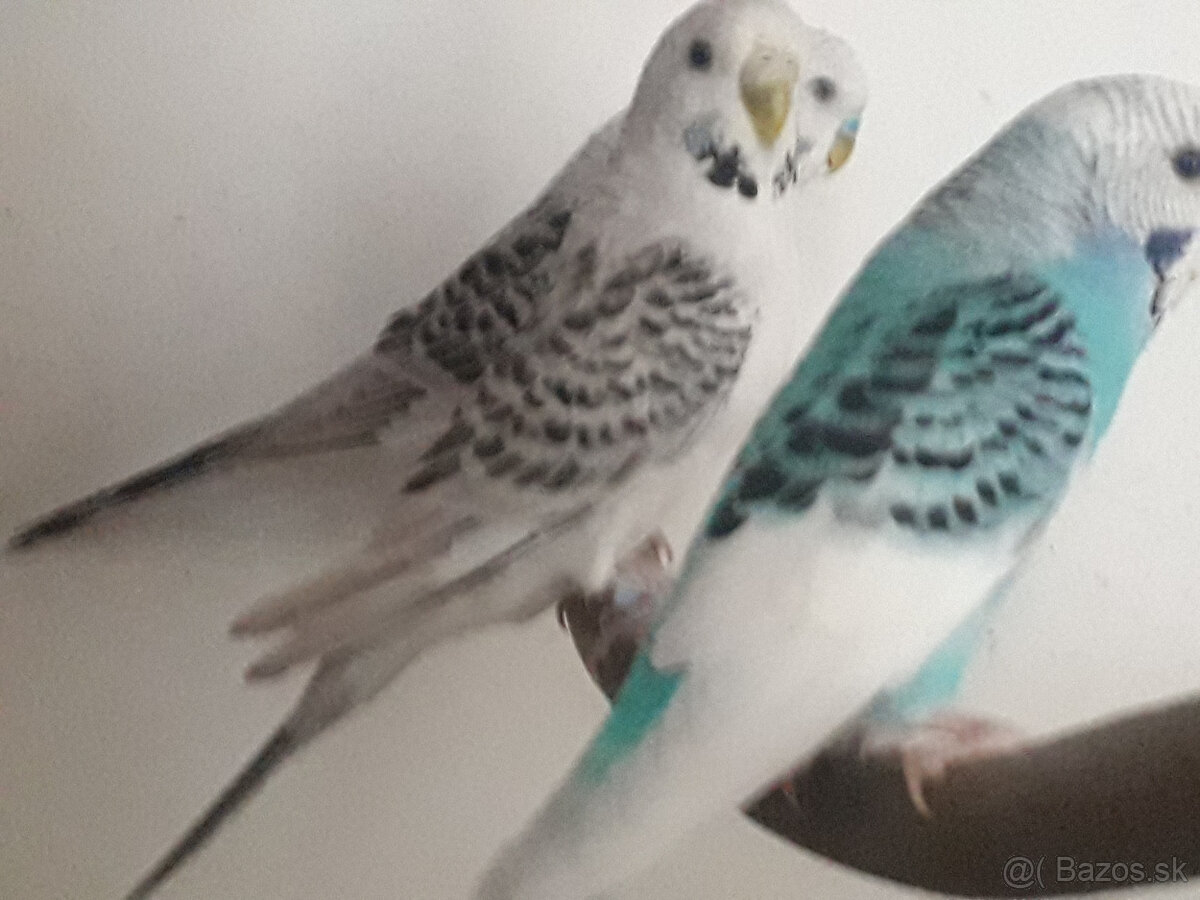 predám pekné andulky a zebričky