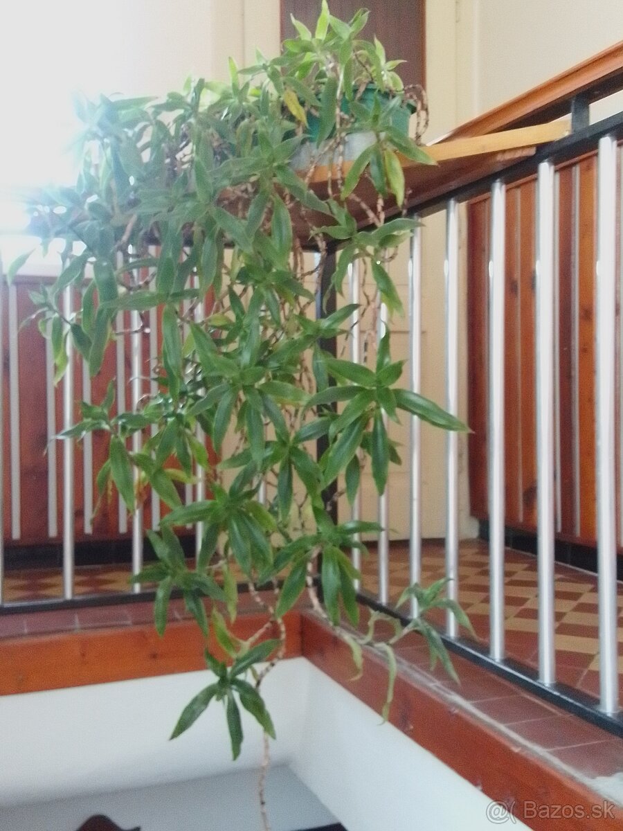 kalisia vonava lieciva rastlina