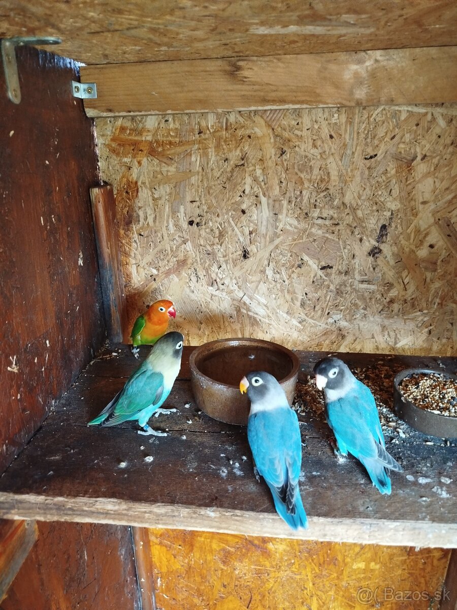 AGAPORNIS ŠKRABOŠKOVY A FISCHER