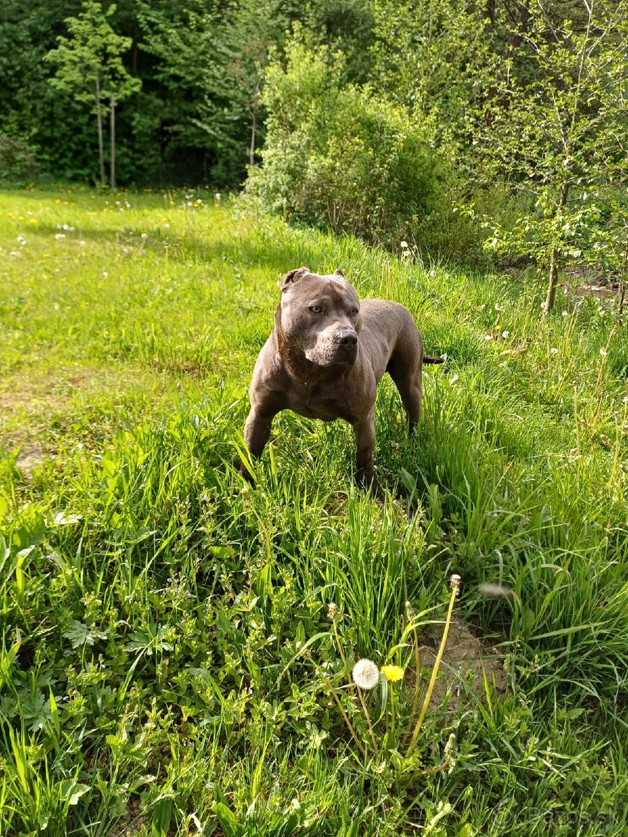 Americky pitbullterier