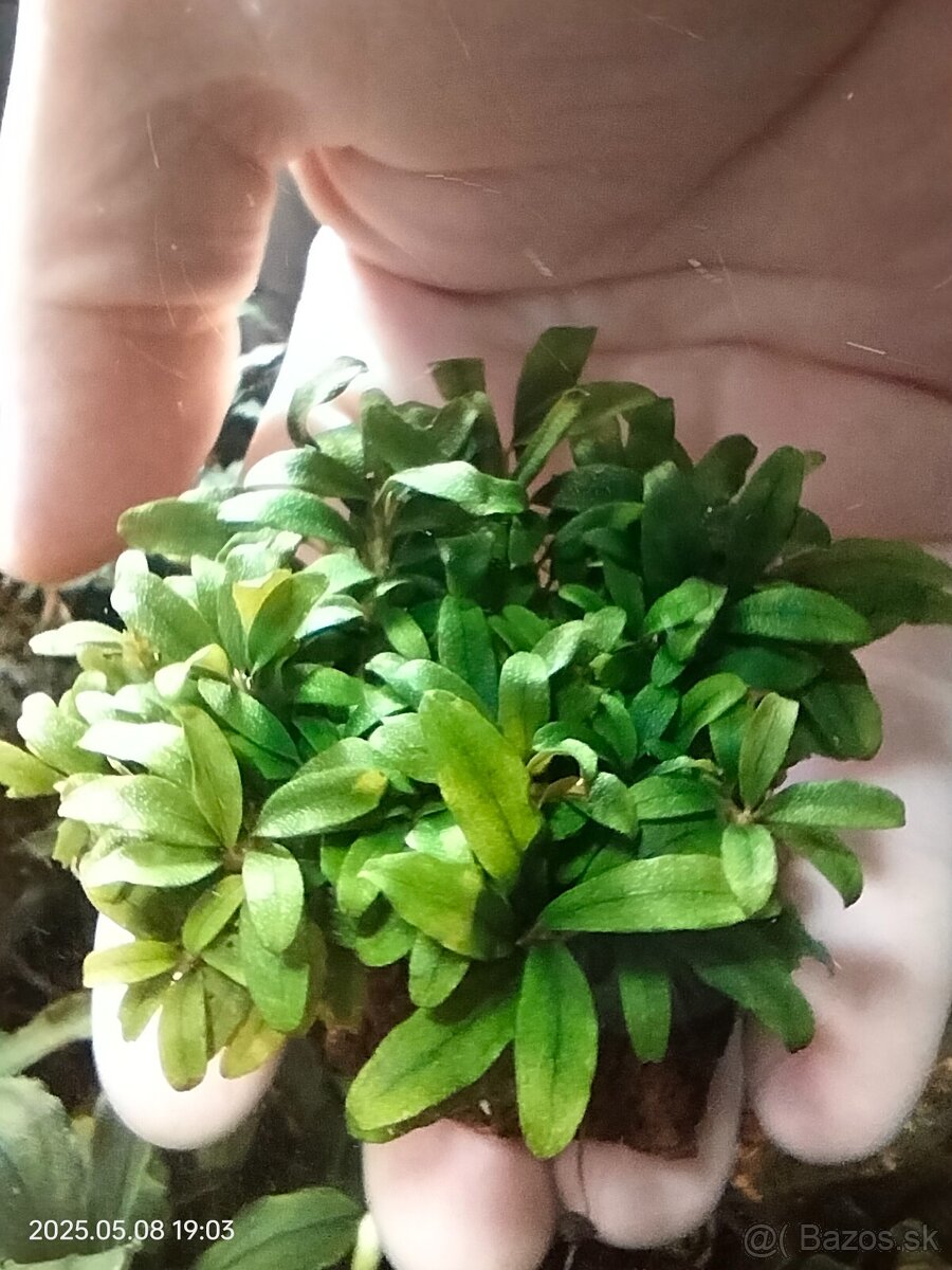 Akvariova rastlina Bucephalandra sp. Kualakuayan 1