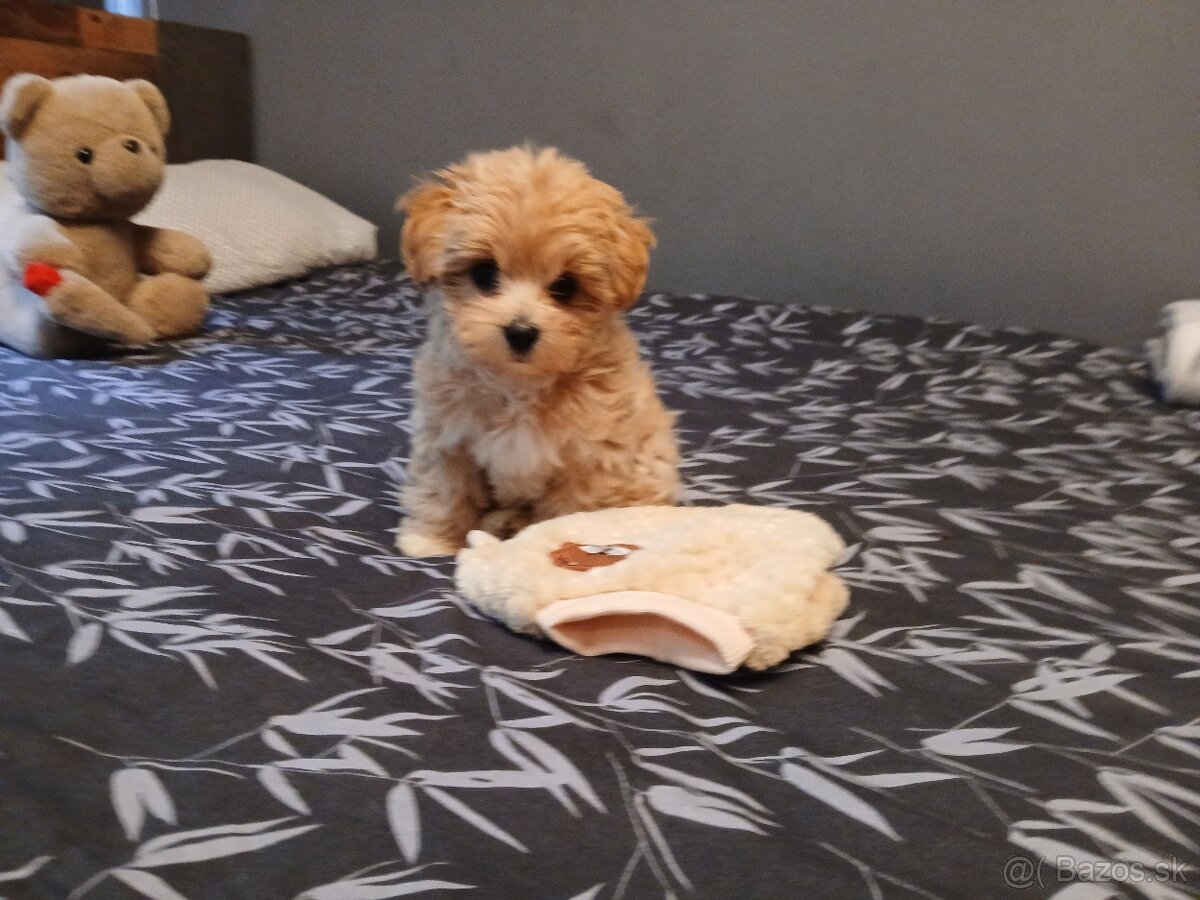 Maltipoo
