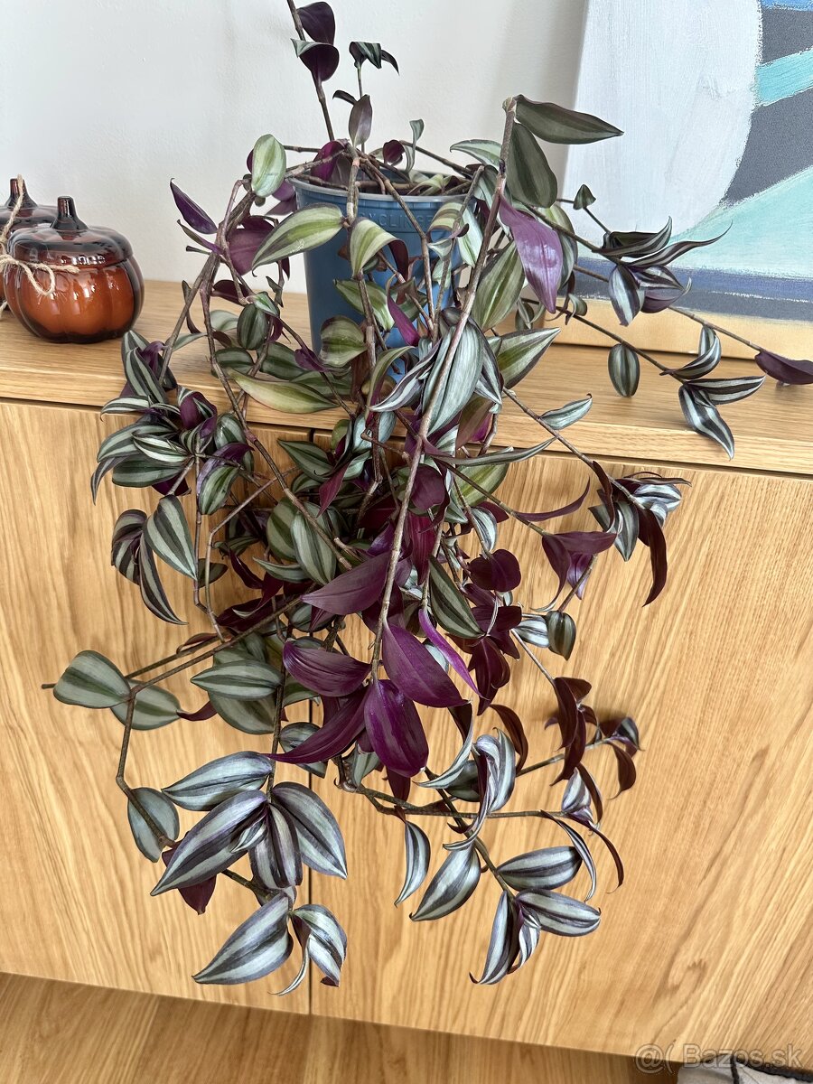 Predám izbové rastliny Tradescantia zebrina