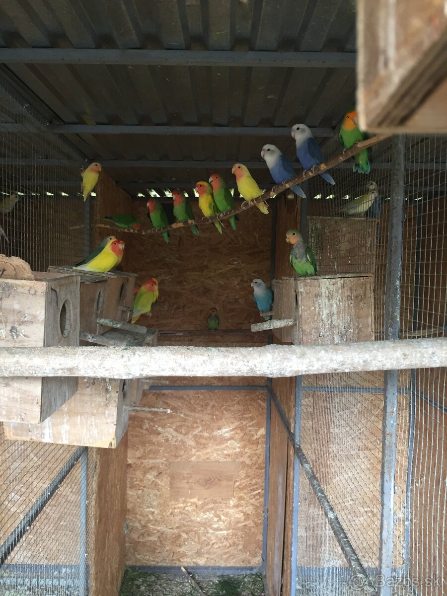 agapornis ružovohrdlý