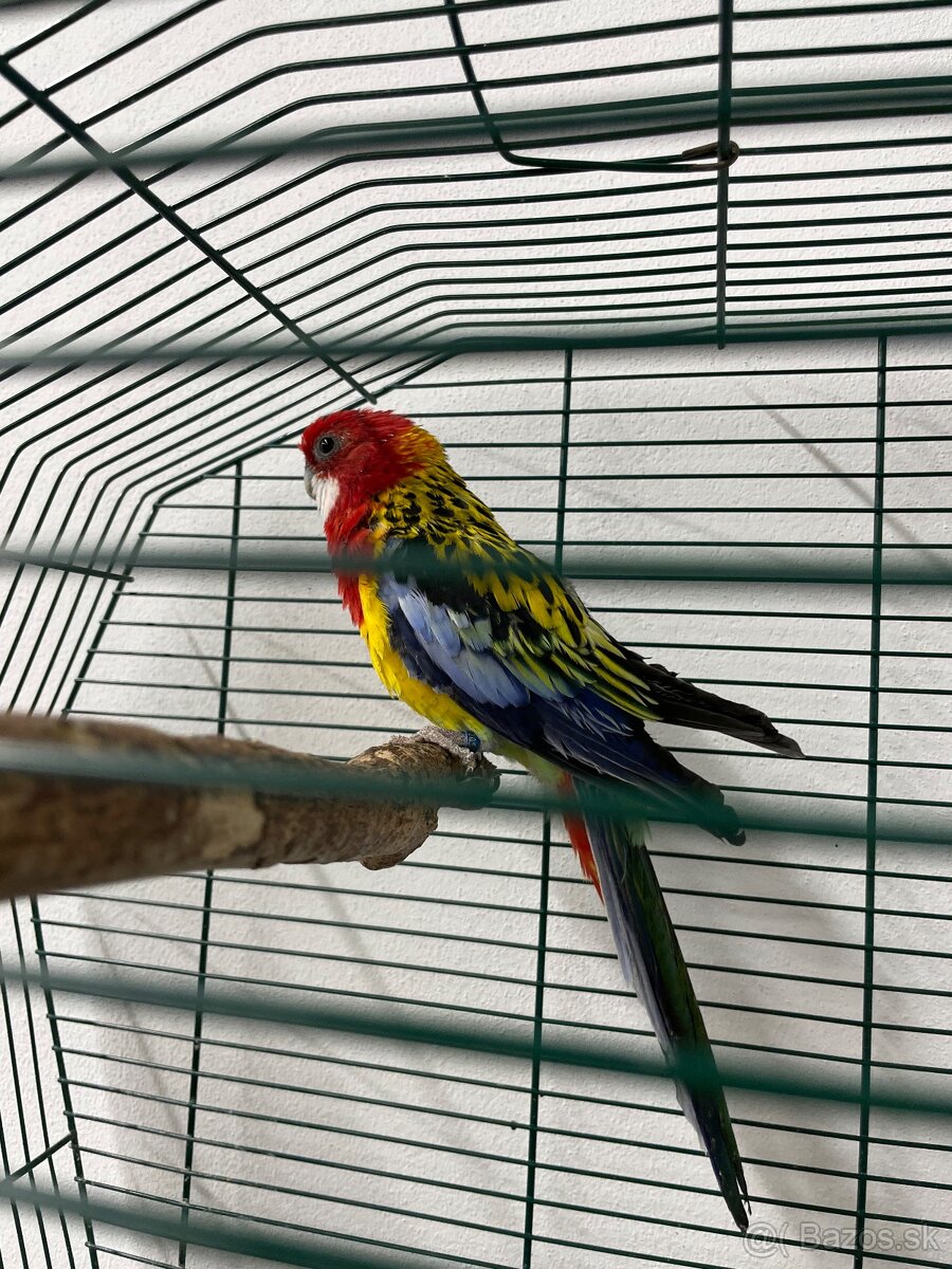 Darujem papagája rozelu pestrú