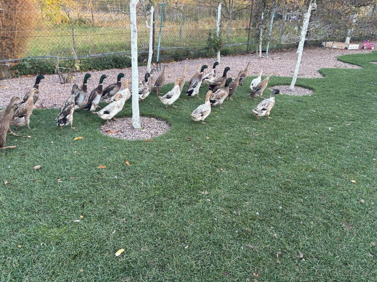 Predám campbell kačice