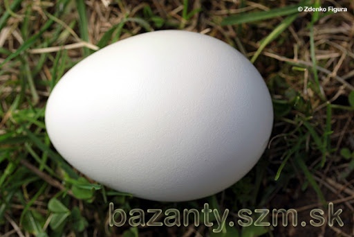 Dobrý deň mam na predaj pava korunkateho vajcia