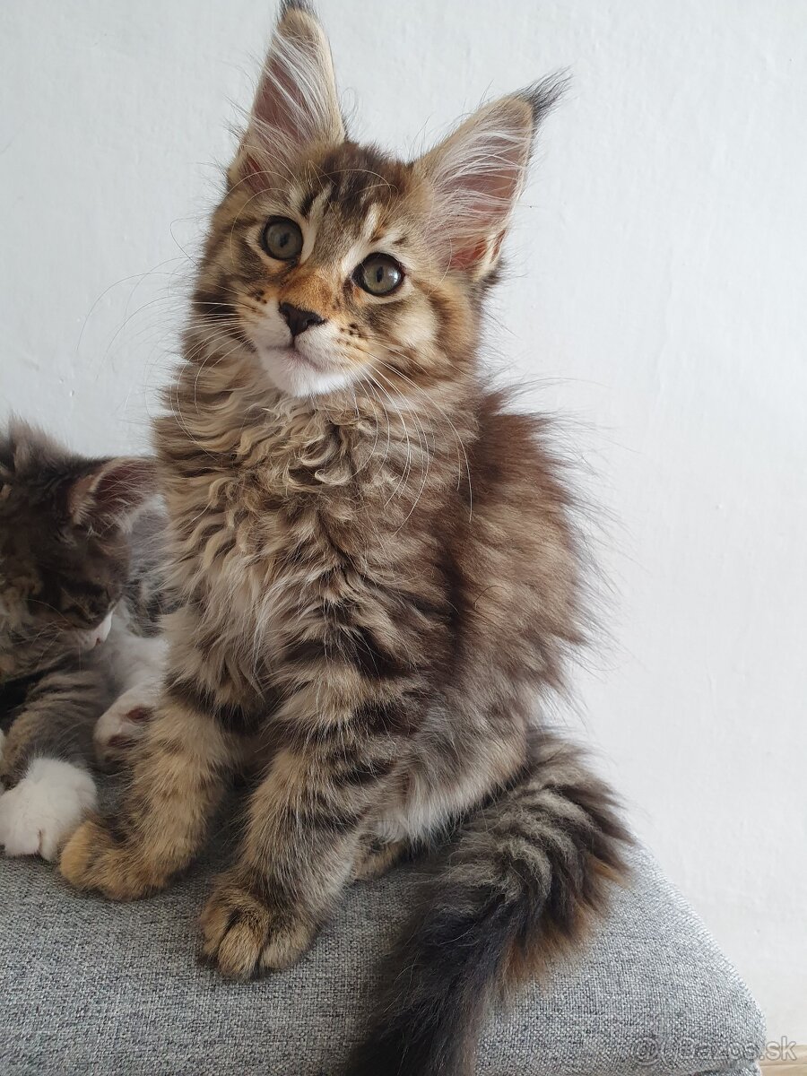 MAINE COON