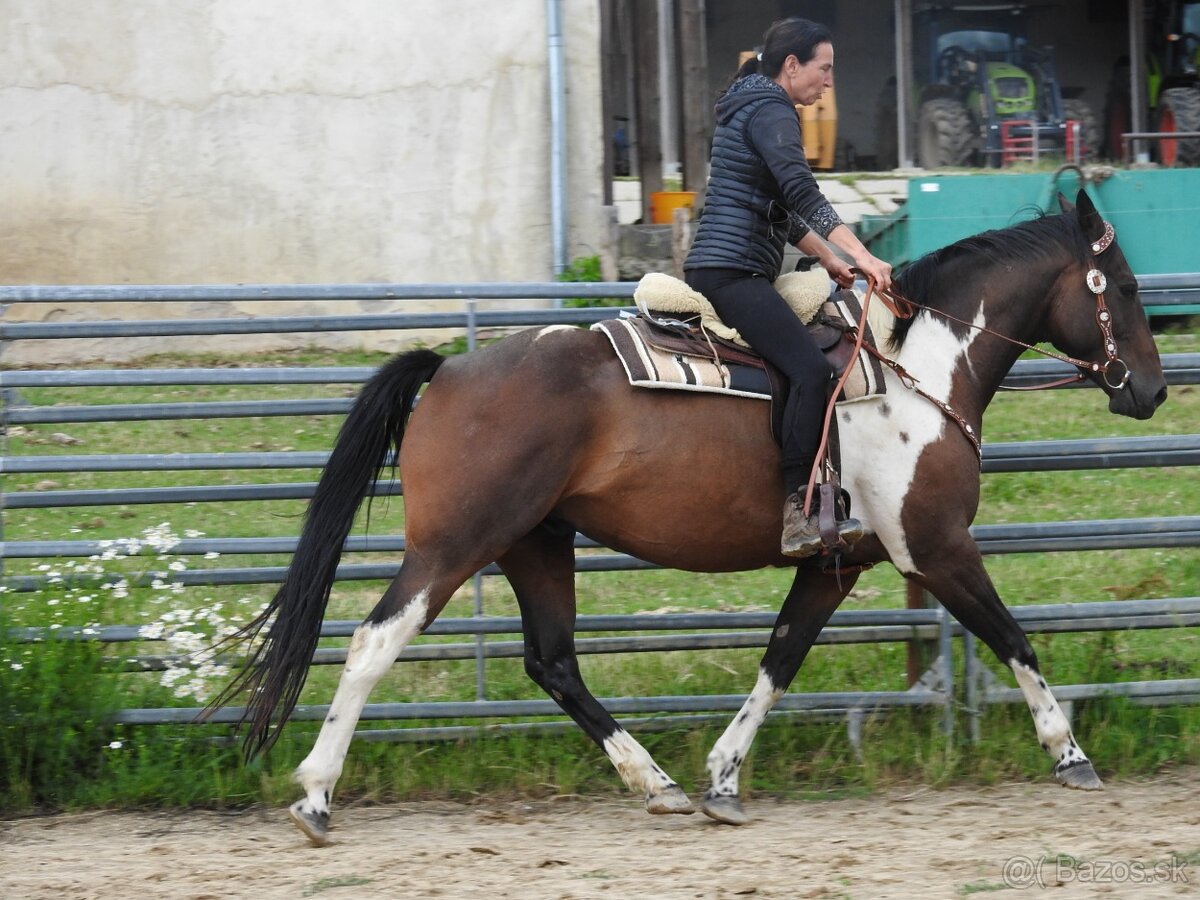 valach 5let výška 160cm APH