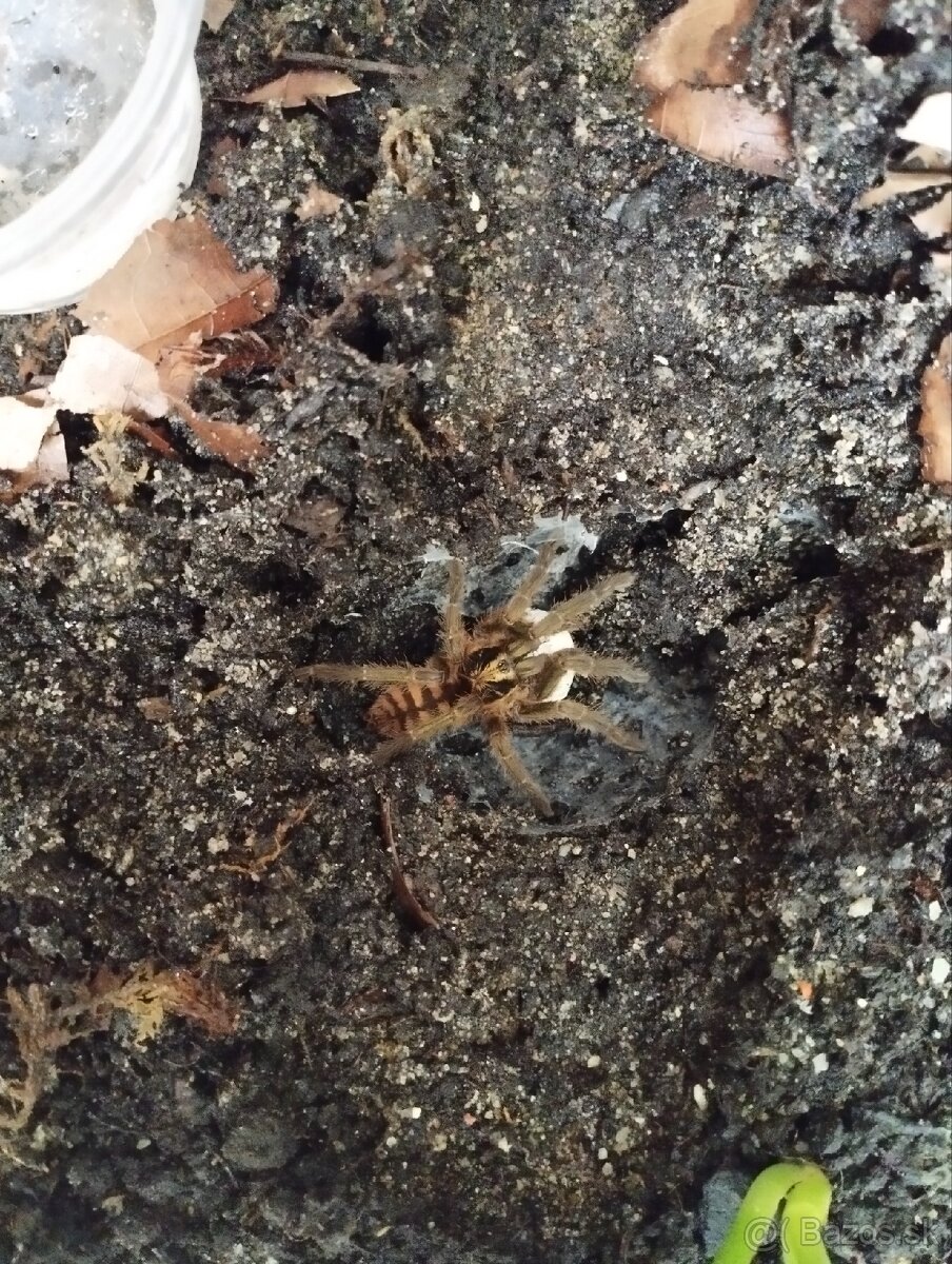 Neoholothele fasciaaurinigra