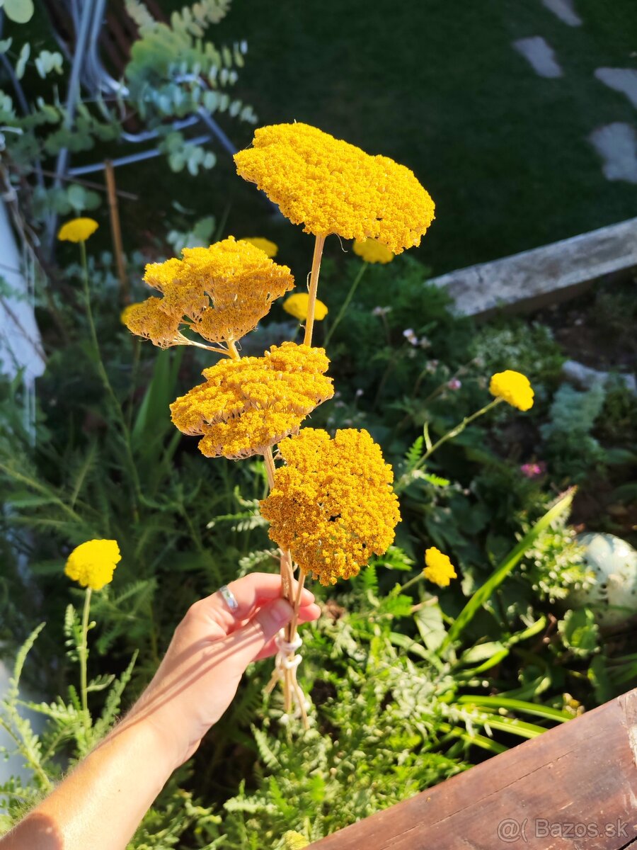 💛 Žltý veľký rebríček – sušená kytička alebo na tvorenie 💛