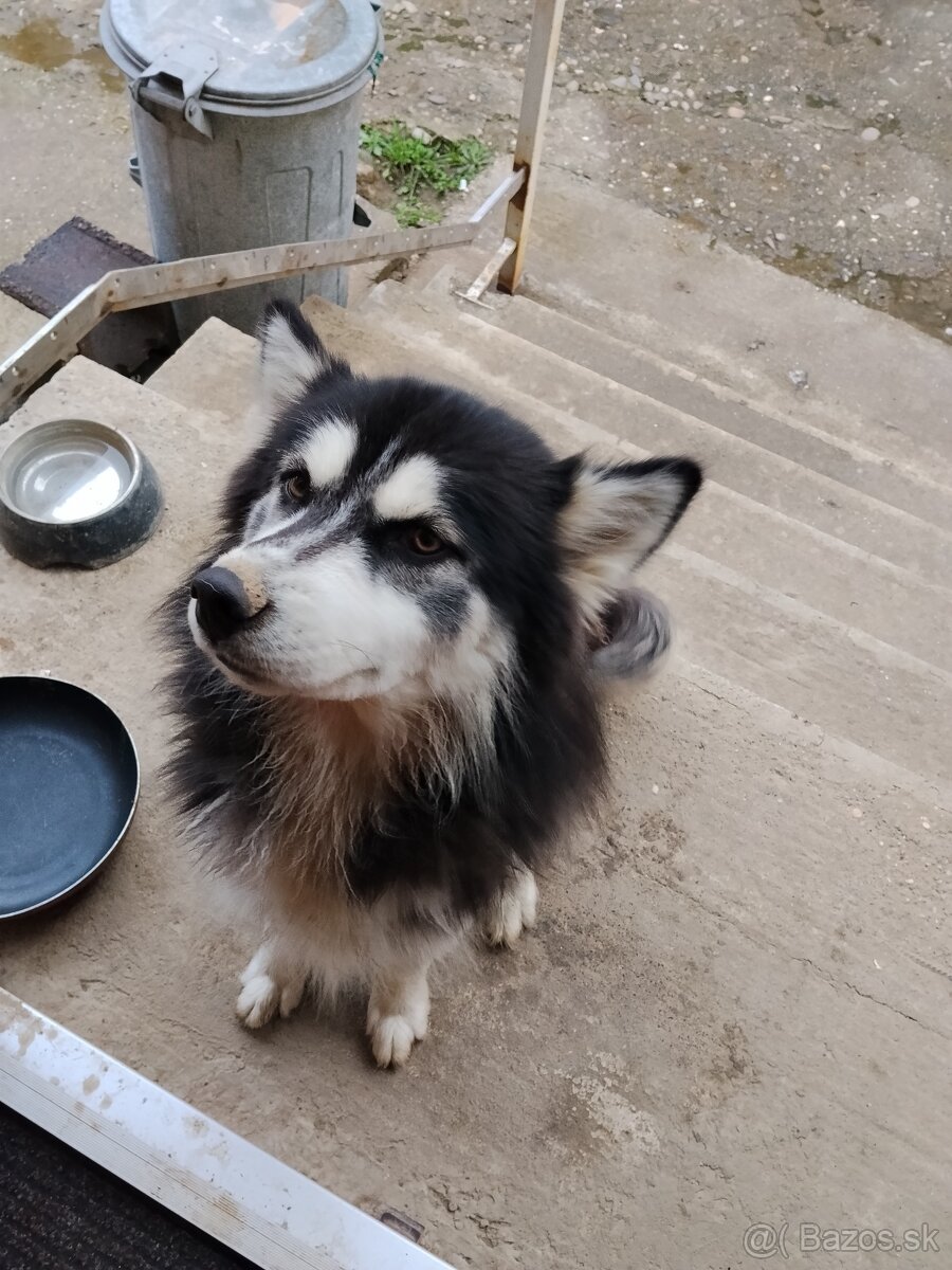 Darujem fenku Husky