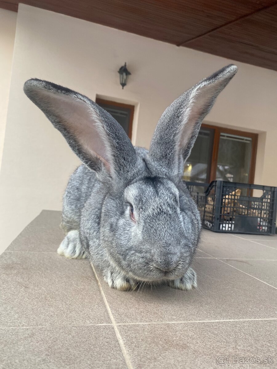 Belgický obor činčilový