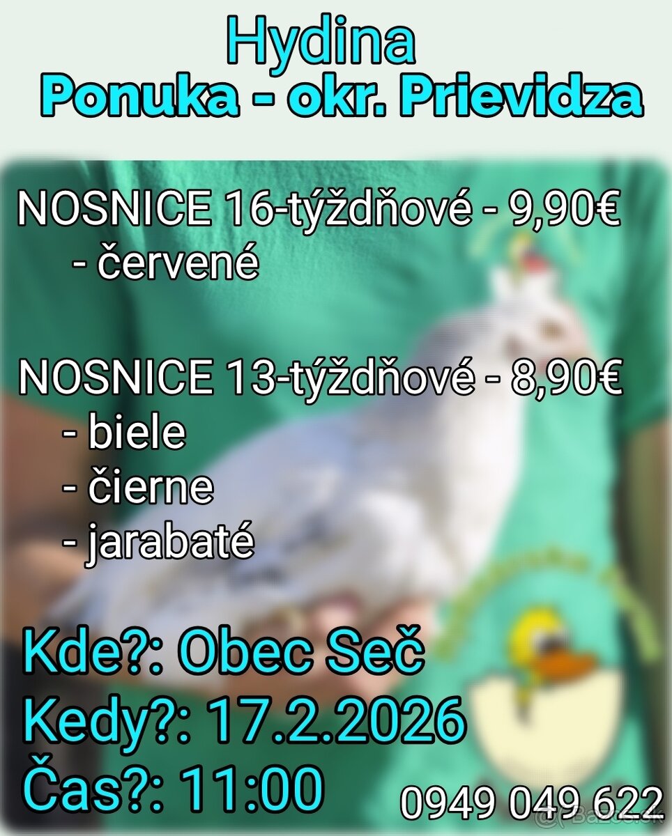Nosnice tesne pred znáškou