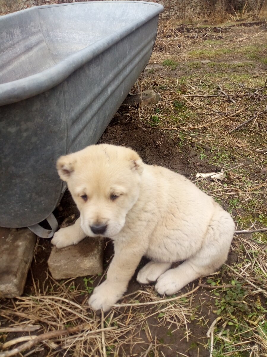 Prodám štěňata stredoázijských ovčáku