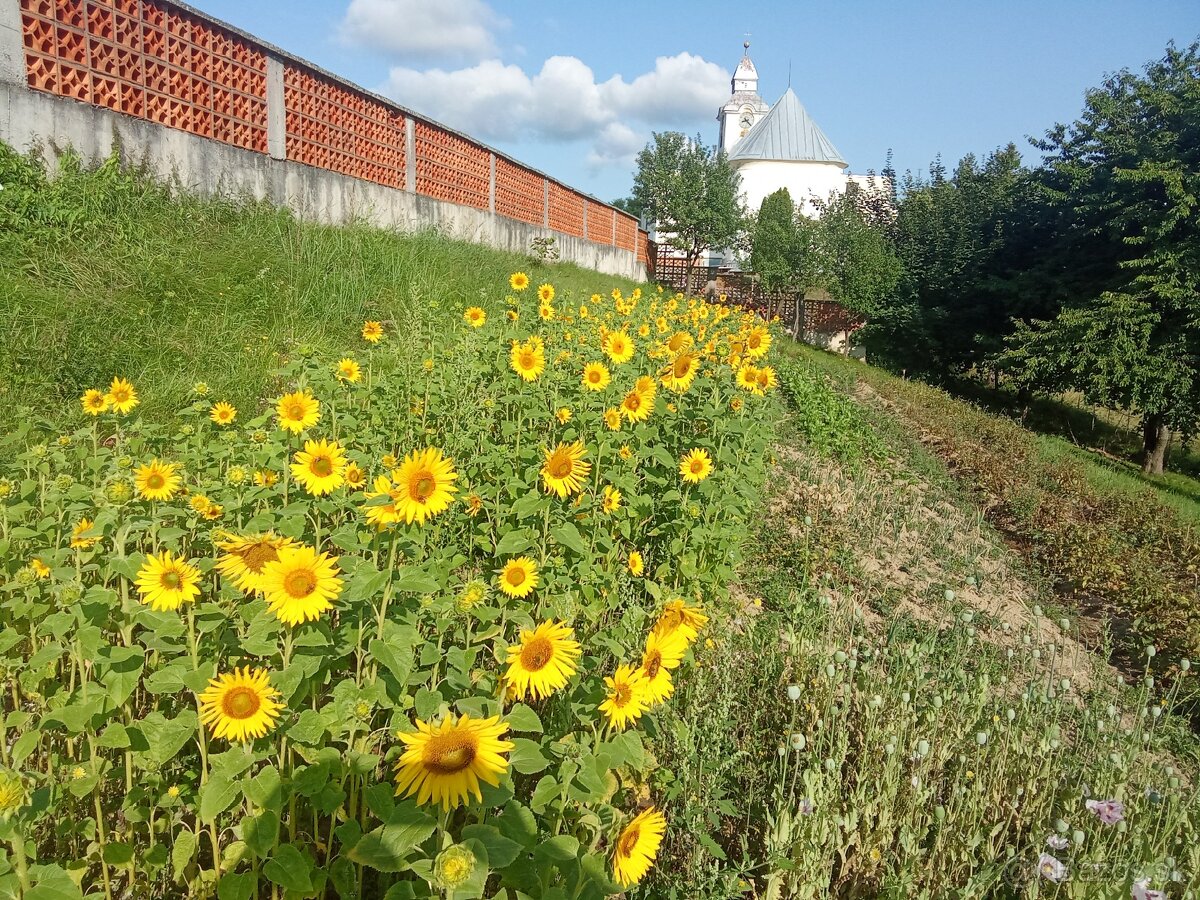 Slnečnica 🌻