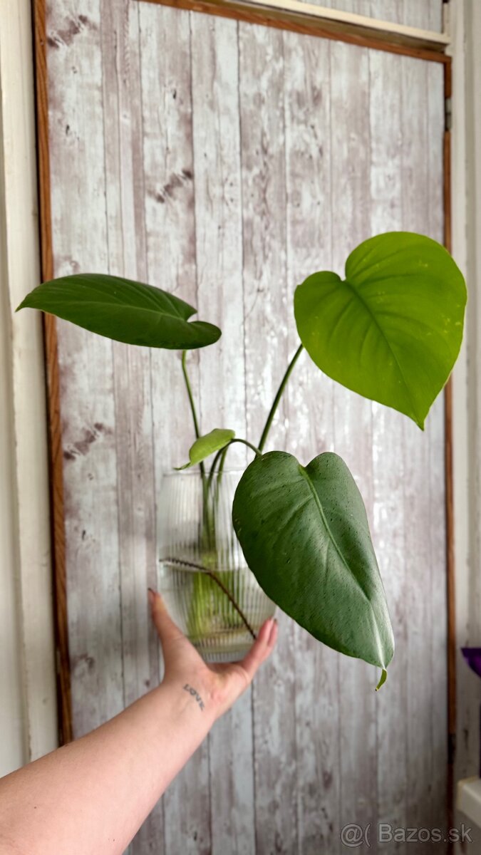 Monstera deliciosa 3ks odrezkov