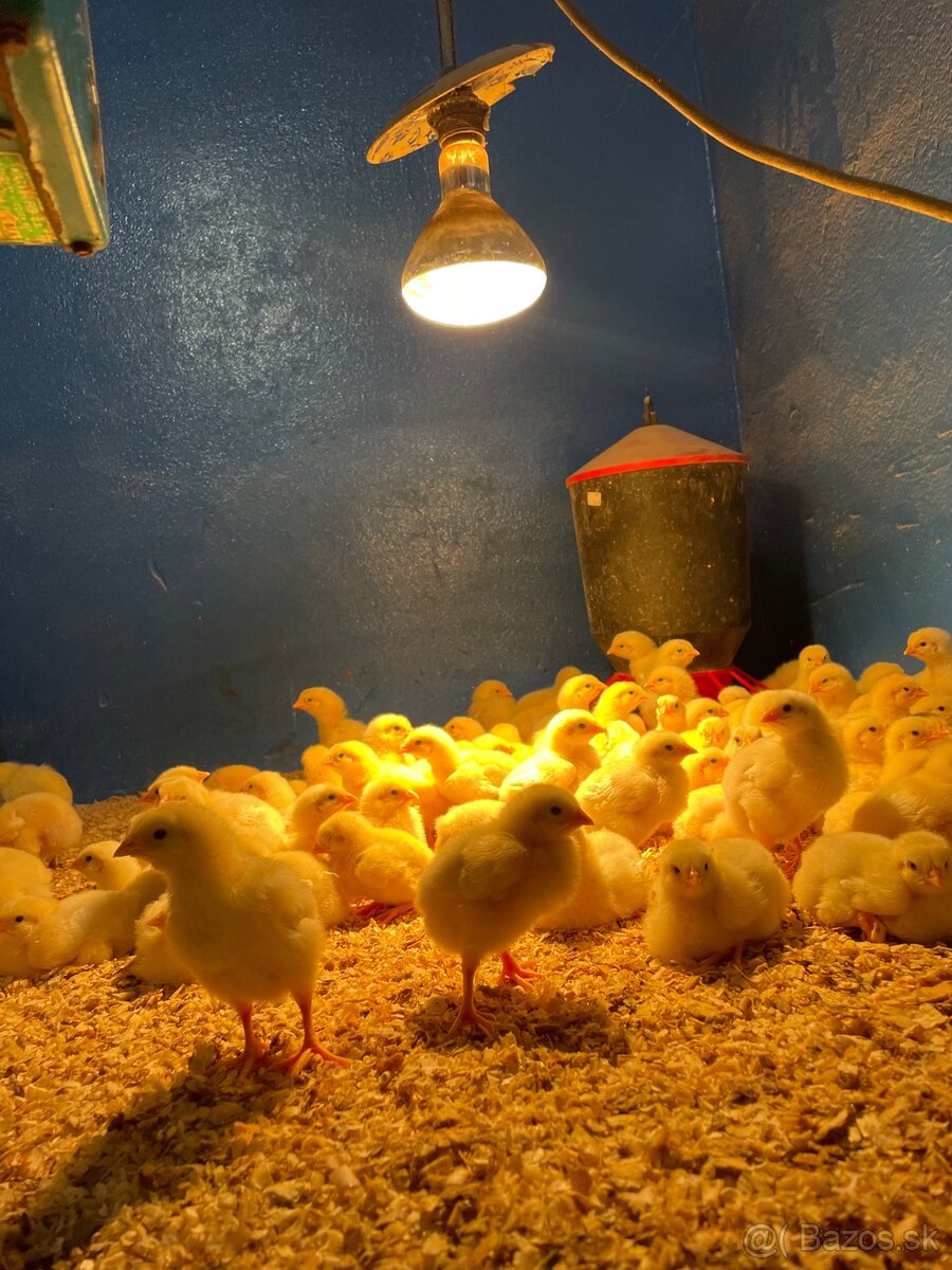 Predám brojlery 22.5. 1.dňové‼️‼️‼️