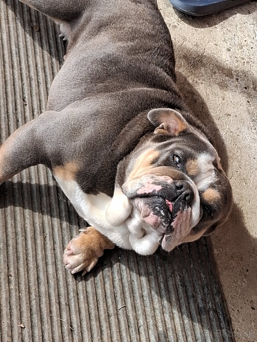 Anglicky buldog