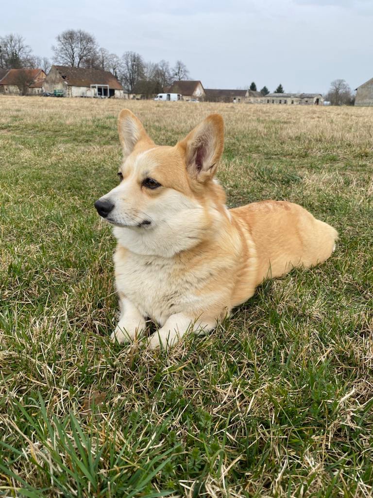 Welsh corgi pembroke