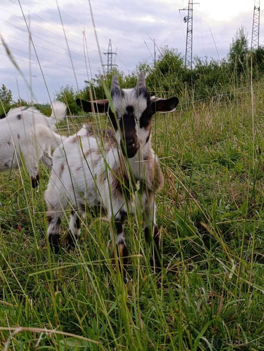 Mini Holandský capko
