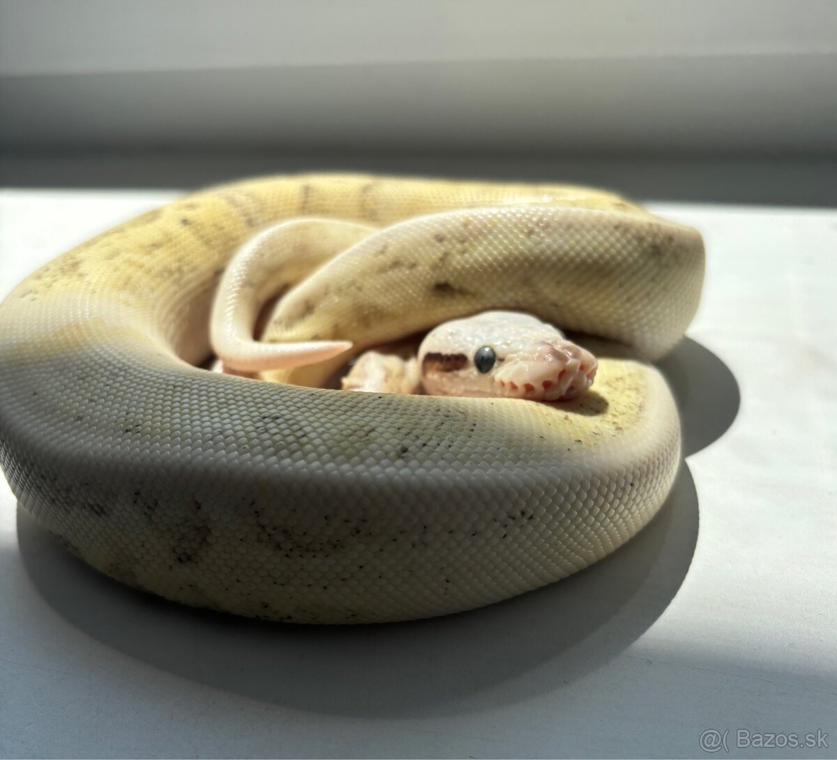 Python Regius/Pytón Kráľovský/Krajta Královská