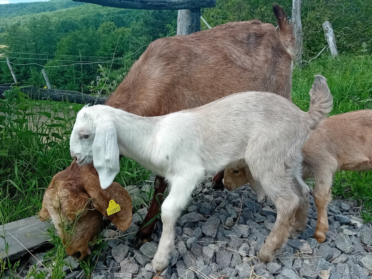 Anglonubijsky capko