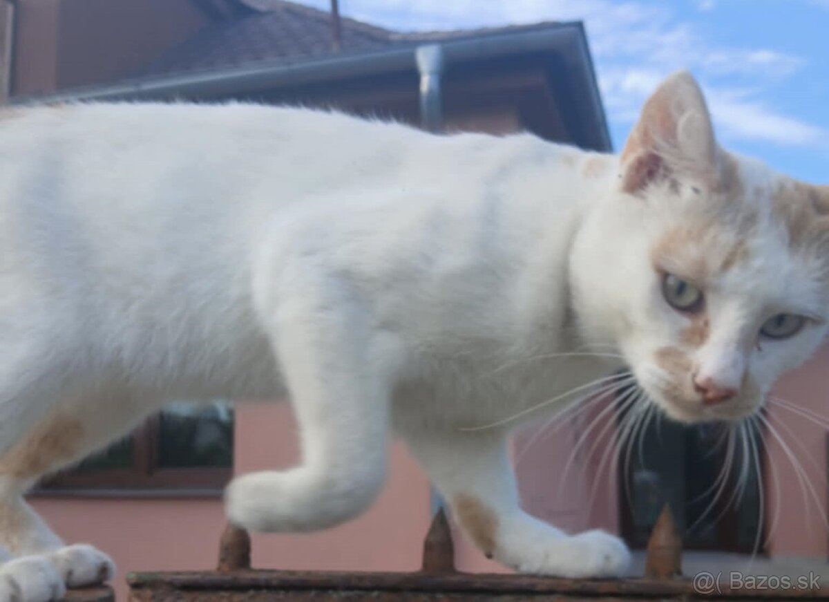 Domov pre kocúrika