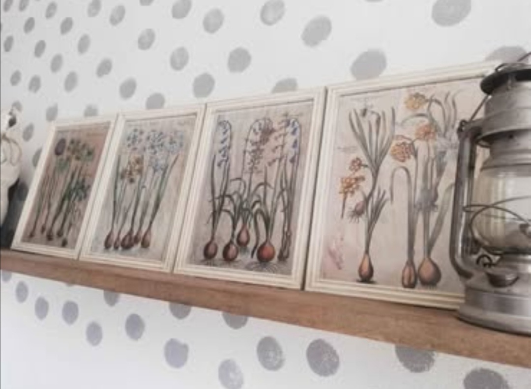 Sada 4 kusov botanických obrázkov Cibuľoviny...