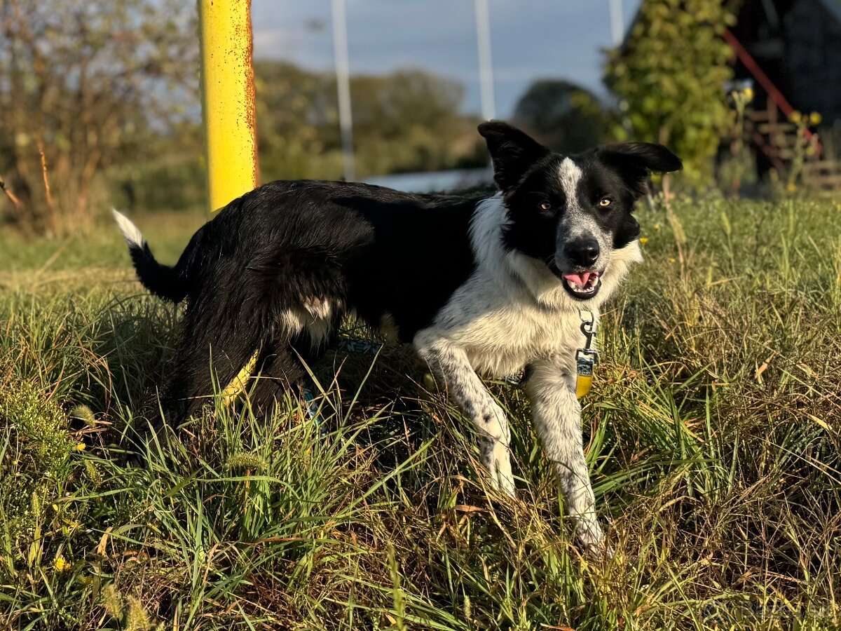 Border collie psik