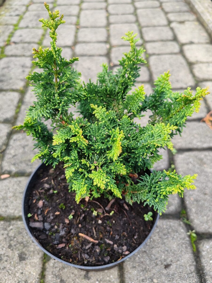 Predaj okrasnych drevin