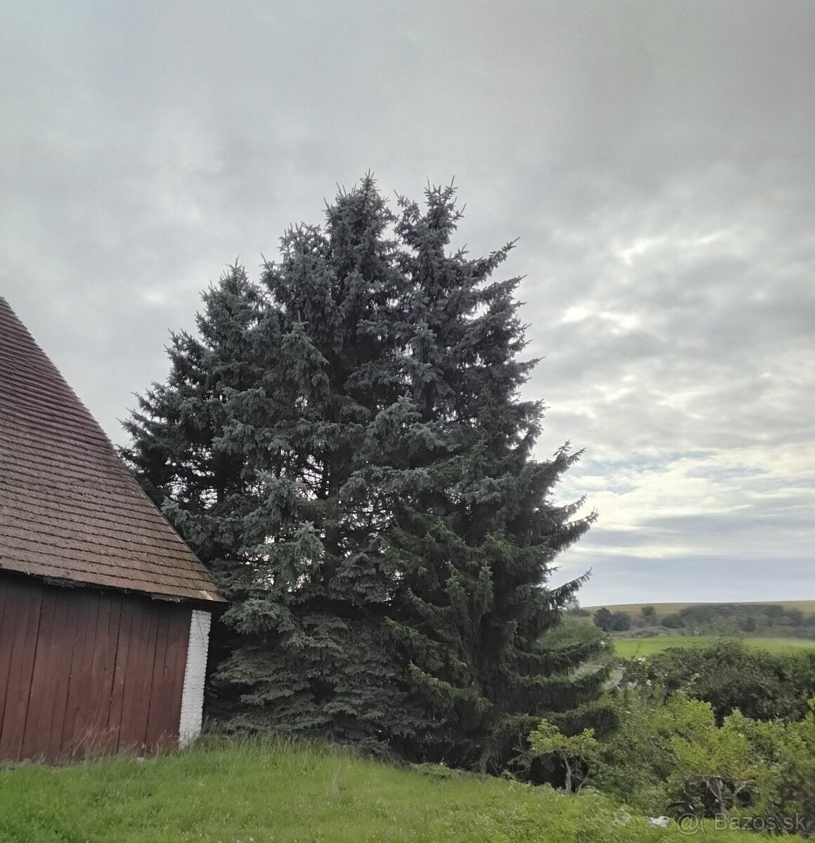 Darujem smrekové drevo