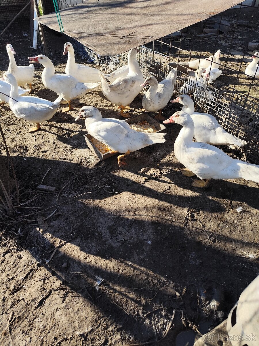 Pyžmova kačica, čínska