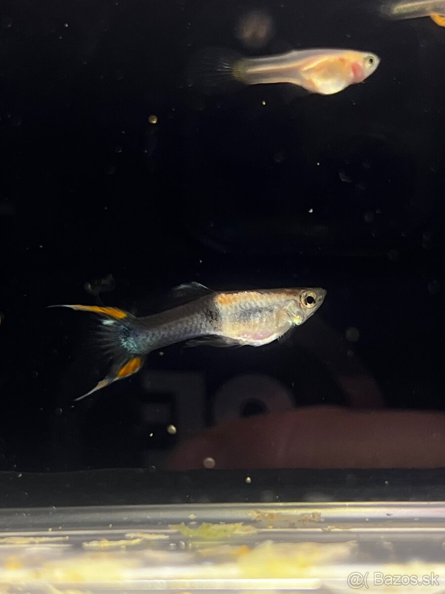 Endlerky | Poecilia Wingei