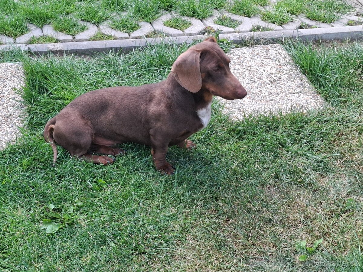 Kriytie jazvecik trpaslíci krátkosrstý