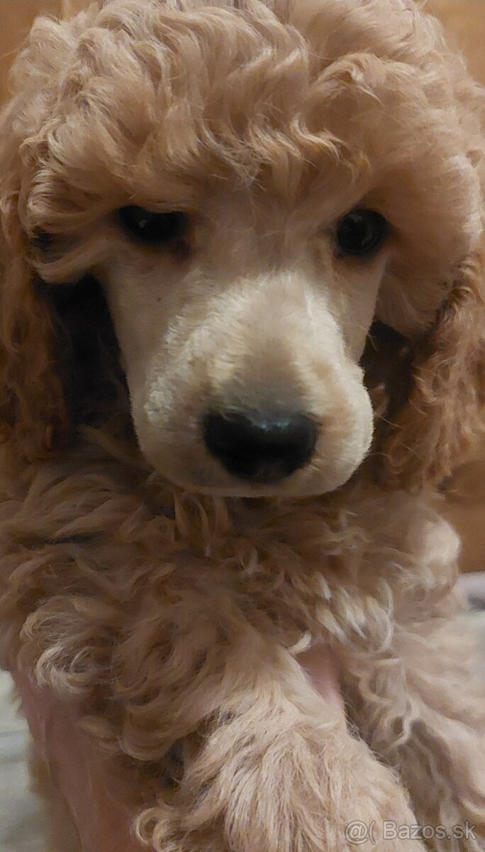 Psik pudel pudlik s PP